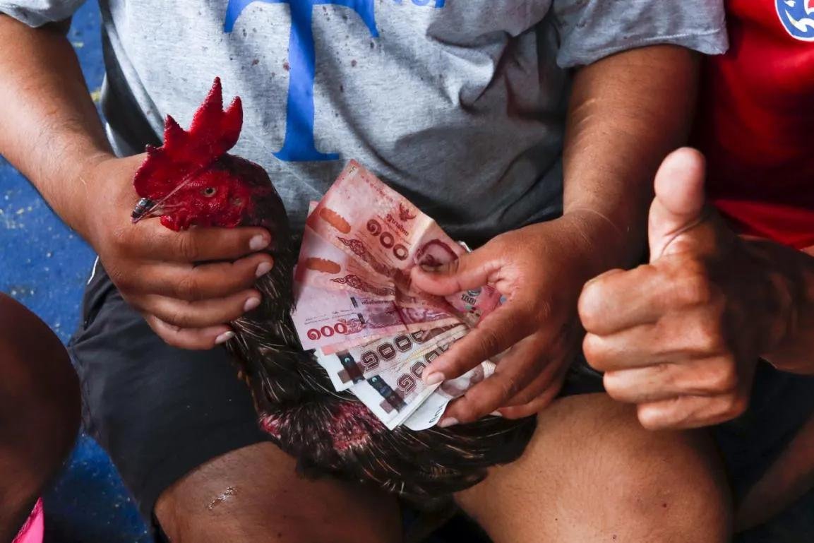 Dữ liệu đá gà VF2026 - bảng thống kê huyết thống và phong độ