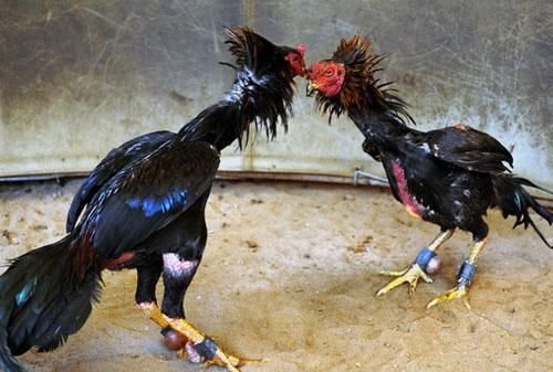 Chiến kê VF2026 - Tuyển chọn gà chọi theo huyết thống và thể hình